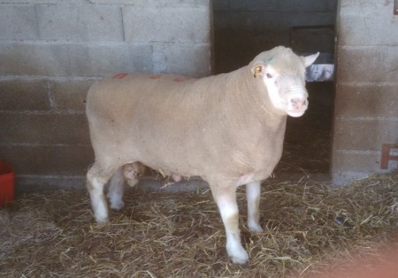 Novo Reprodutor - WB 2127- CAMPEÃO ABSOLUTO FIAPE 2016